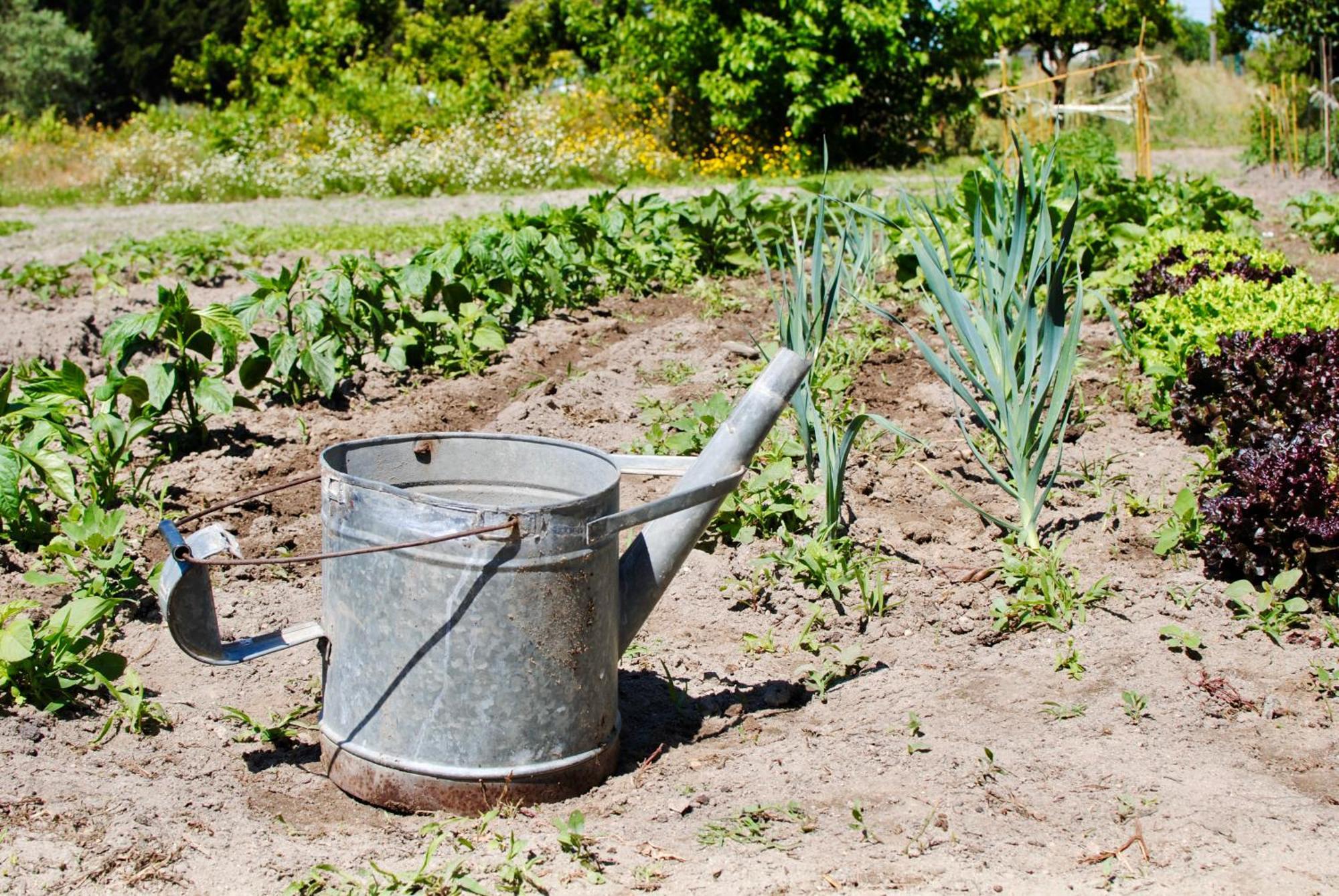 Chitaka'S Organic Farmhouse In Ribatejo Santo Estevao  Εξωτερικό φωτογραφία